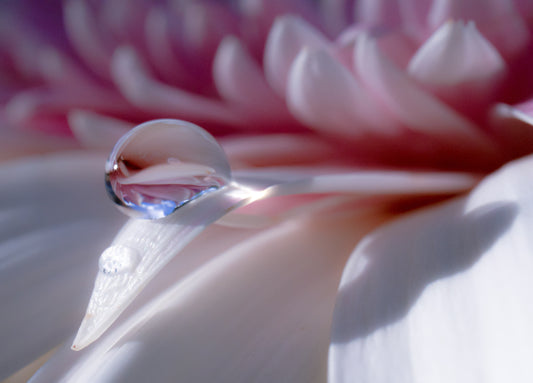 Gentle water bubble on a flower petal
