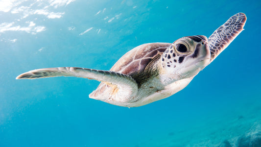 A turtle swimming in crystal blue sea
