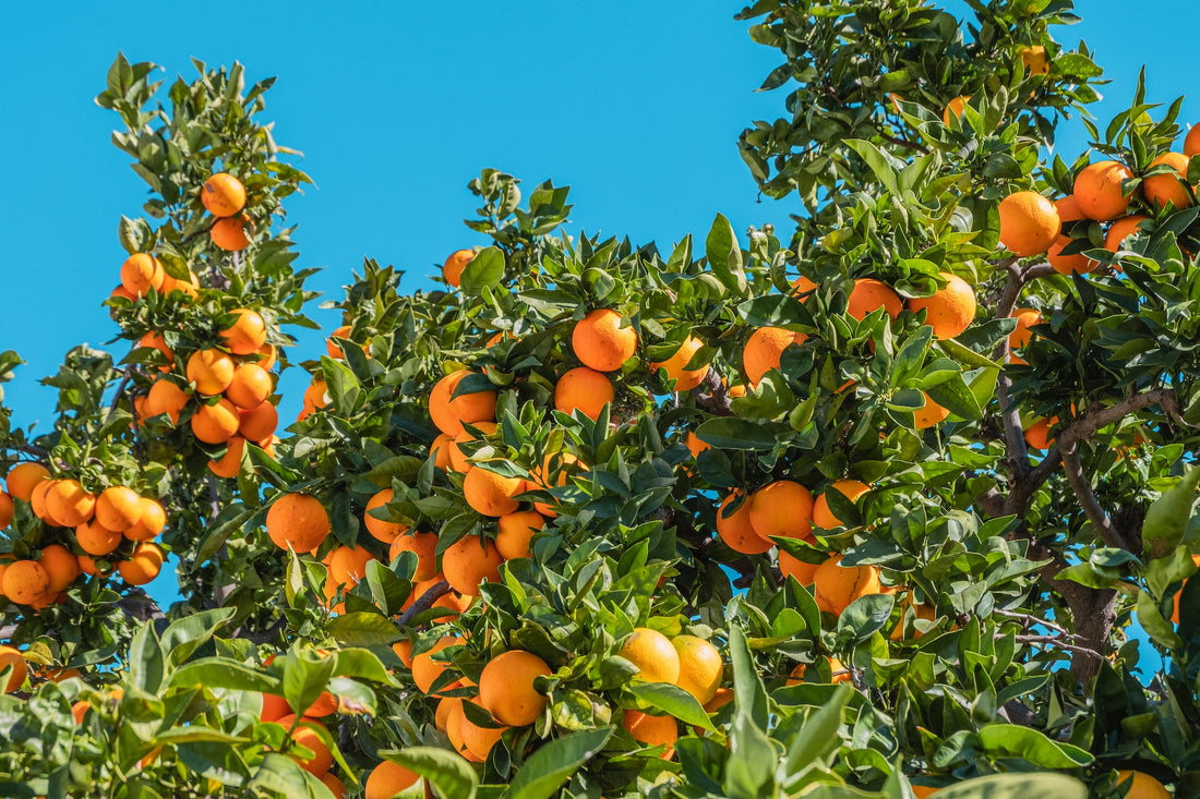 Oranges growing from a tree