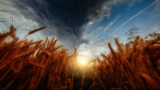 Wheat harvest taken during sunset